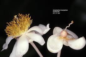 Image result for Clusiaceae