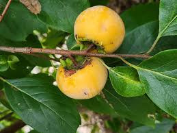 Image result for Diospyros virgata