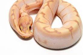 Banana Spider 4 Ball Python Morphs Pet Snake Cute Snake