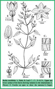 Image result for Pavetta sp. F