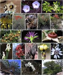 Image result for Pavetta catophylla