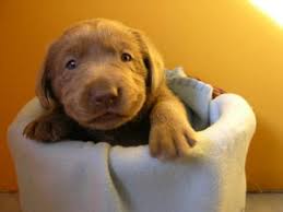 Unsere lieben labradorwelpen in schwarz suchen ein neues zuhause! Labrador Welpen Suchen Neues Zuhause Hundewelt At
