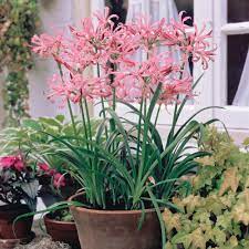 Guernsey Bing Images Bulb Flowers Garden Containers Flower Pots