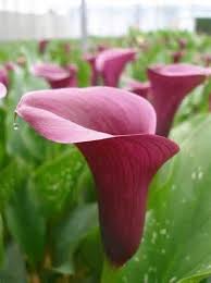 How To Care For Calla Lilies Schone Blumen Lilien Blumen Hochzeitsgestecke