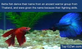20 Interesting Betta Fish Facts To Better Know Your Betta Betta Fish Betta Betta Fish Care