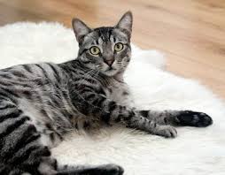 Parce qu'un chat se montrera toujours rebelle à l'idée de se retrouver enfermé dans une caisse, mieux vaut opter pour un modèle avec un mode de fermeture sûre. Comment Enterrer Son Chat Conseils Et Guide 2021