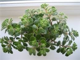 горшечные растения комнатные цветы фото и названия и уход за ними Kartinki Po Zaprosu Komnatnye Cvety Kartinki I Ih Nazvaniya Domashnie Rasteniya Rasteniya Komnatnye Rasteniya