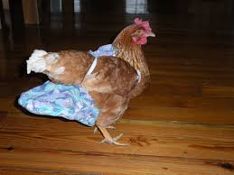 The closure is simple to. Yes These Are Chicken Diapers Chicken Diaper Pattern Chicken Diapers Chicken Diaper