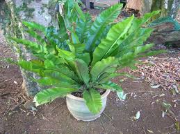 Image result for sleziník Asplenium