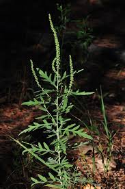 Image result for Rytigynia acuminatissima