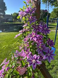 Image result for Clematis