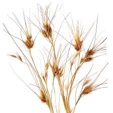 Image result for Themeda triandra