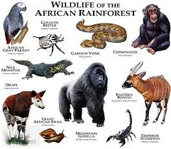 Wildlife Of The African Rainforest African Rainforest Africa Animals Unique Animals