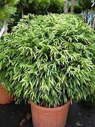 Check spelling or type a new query. Cryptomeria Japonica Globosa Nana Zwerg Hahnenkamm Sicheltanne