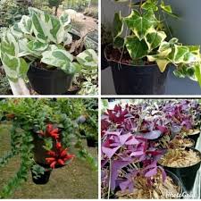 Tanaman hias gantung ini bisa berasal dari tanaman hias bunga, daun, ataupun buah. Jual Paket 4 Jenis Tanaman Hias Gantung Ready Di Lapak Maju Makmur Bukalapak