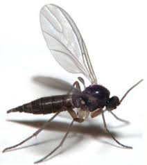 30 Ways To Get Rid Of Gnats Inside And Outside The House