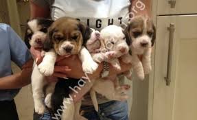 Benimsenmesi Icin Saglikli Sevimli Kopek Yavrusu Beagle Beagle Kopek Beagle Kopek