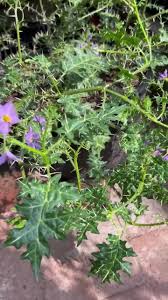 Image result for Eriosema flexuosum