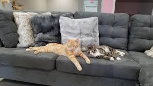 Get store hours, contact information and cable tv, high speed internet, & home security services. A New Cafe Featuring Felines And Craft Coffee Frisky Cat Cafe Is Set To Open In St Augustine In March Jacksonville Business Journal