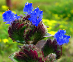 Image result for Cyanotis