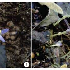 Image result for Exacum oldenlandioides