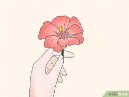 Oricorio's dancing may also derive from the mating dances of some birds. How To Wear Hawaiian Flowers 5 Steps With Pictures Wikihow
