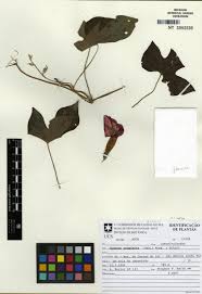 Image result for Ipomoea coscinosperma