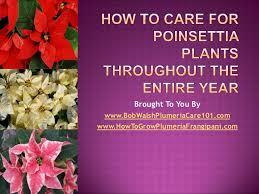 Poinsettias can be tricky to maintain indoors even for a few weeks. How To Care For Poinsettia Plants Throughout The Entire Year