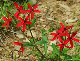 Image result for Silene abyssinica