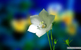 Check spelling or type a new query. Back Gallery For Beautiful Flower Wallpapers For Desktop Love Animation Flower 1024x640 Download Hd Wallpaper Wallpapertip