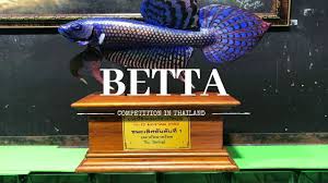 You willjust put together the male and female, and wait for few days until they lay eggs. Betta Show In Thailand 2019 Youtube