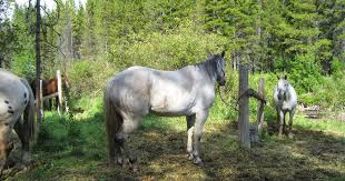 Do Horses Get Down Syndrome Do Horses Neigh When They Run