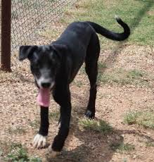 Favorite this post aug 28 dogs bark control collar elite (colorado springs ). Great Dane Rescue Dogs For Adoption Near Colorado Springs Colorado Petcurious