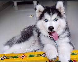 Just a curious post if anyone else's baby has different eyes? My beautiful  Zeus