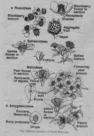 Maybe you would like to learn more about one of these? Rose Family Rosaceae Characters Floral Formula And Importance Biology Boom