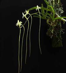 Image result for Summerhayesia zambesiaca