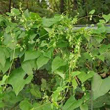 Image result for Fallopia