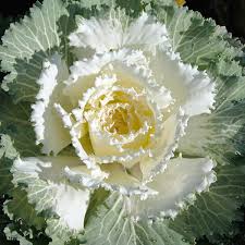 We did not find results for: Cream White Collard Vegetable Seeds In 2021 Ornamental Cabbage Flowering Kale Ornamental Kale