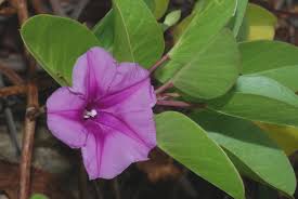 Image result for Ipomoea pes-caprae