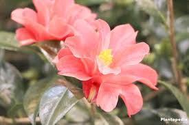 We did not find results for: Camellia Japonica Flower How To Plant Care For Different Varieties Plantopedia