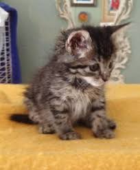 Amazing maine coon cat breed that combines power, strength, heavy a fascinating look, grace, tenderness and reverence to the owner. Maine Coon Tabby Kittens Web Page