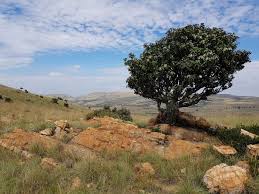 Image result for Englerophytum