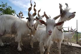They can be either horned or polled. Girgentana Alchetron The Free Social Encyclopedia