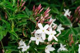 Varieties of jasmine are countless, with over 200 natural and cultivated species. 10 Different Types Of Jasmine Plants Photos Garden Lovers Club
