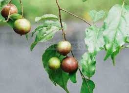 Beberapa jenis buah keras, kulitnya mengalami pelebaran sehingga membentuk semacam sayap yang berguna untuk menerbangkan buah ini—jika masak—menjauh dari pohon induknya. Koleksi Tanaman Buah Langka Mekarsari Taman Buah