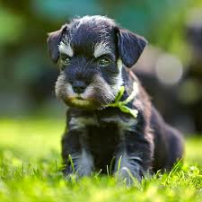 The current median price for all giant schnauzers sold is $2,000.00. Find Miniature Schnauzer Puppies For Sale Breeders In California