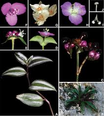 Image result for Commelinaceae