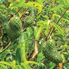 It is also referred to by its spanish name, guanabana. Lushgreen Dwarf Rare Graviola Annona Muricata Pine Apple Aroma Fruit Trees Garden Plant 1 Healthy Live Plant Amazon In Garden Outdoors