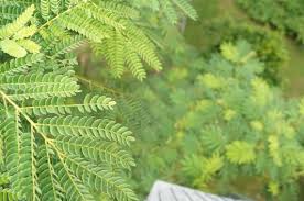 Display cloud to ground lightning. Rain Tree Samanea Saman Herbal Ramble