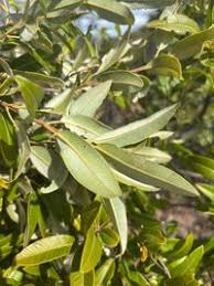 Image result for Ozoroa